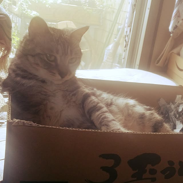 annさんの実例写真