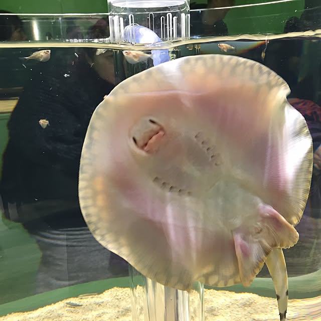 実例写真