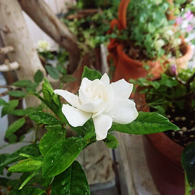 kajyuさんの実例写真