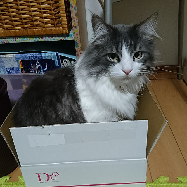 shinobuさんの実例写真