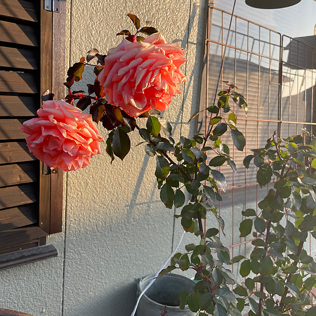 shin0719さんの部屋