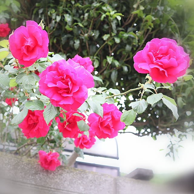 S.homeさんの実例写真