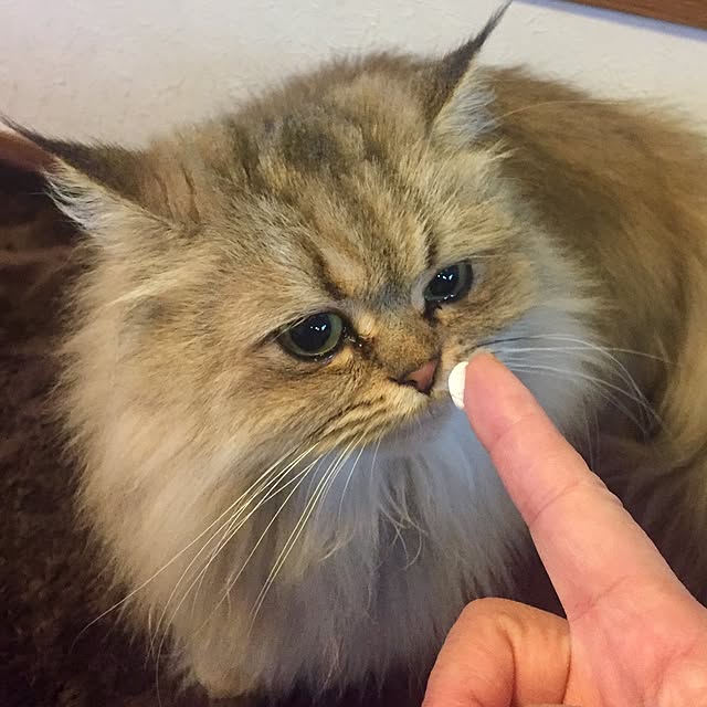 butachanさんの実例写真