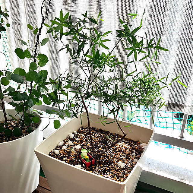 kagomamaさんの部屋