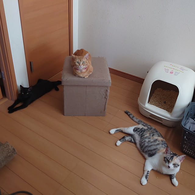 shinobuさんの実例写真