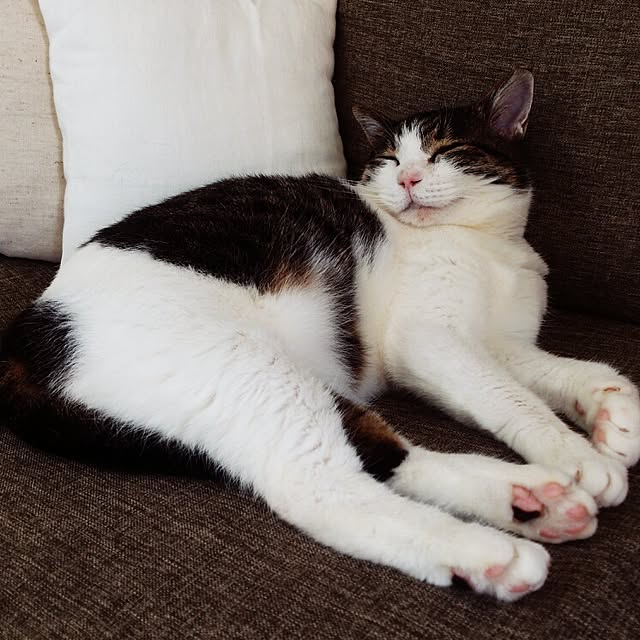 minkokoさんの実例写真