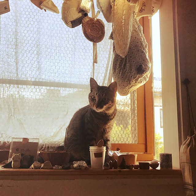 neko-2.2.2runmuさんの実例写真