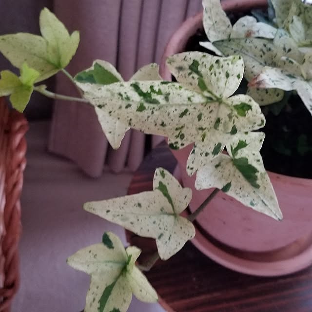 midoriさんの部屋