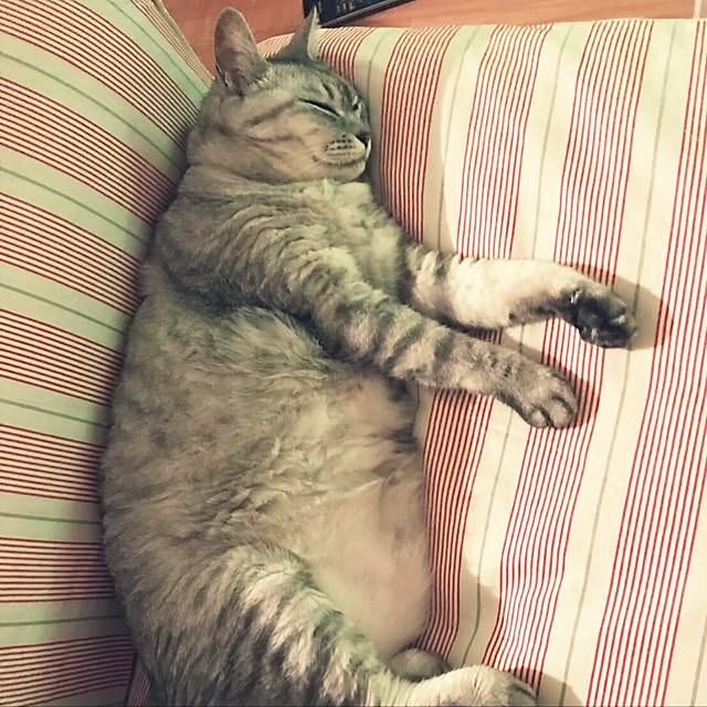 CHIEさんの実例写真