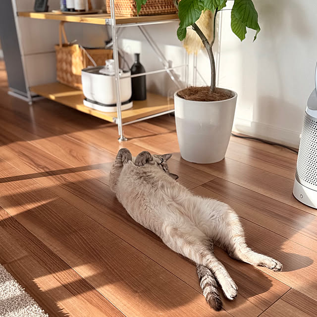 amさんの実例写真