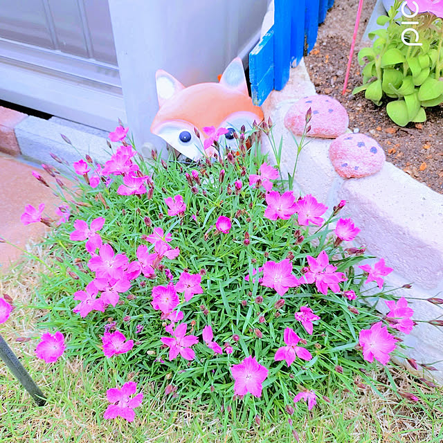 Miyumamaさんの実例写真