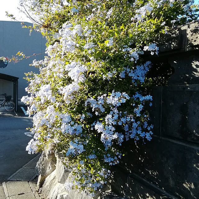 haruiroさんの実例写真