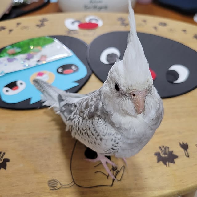 ANTENNAさんの部屋