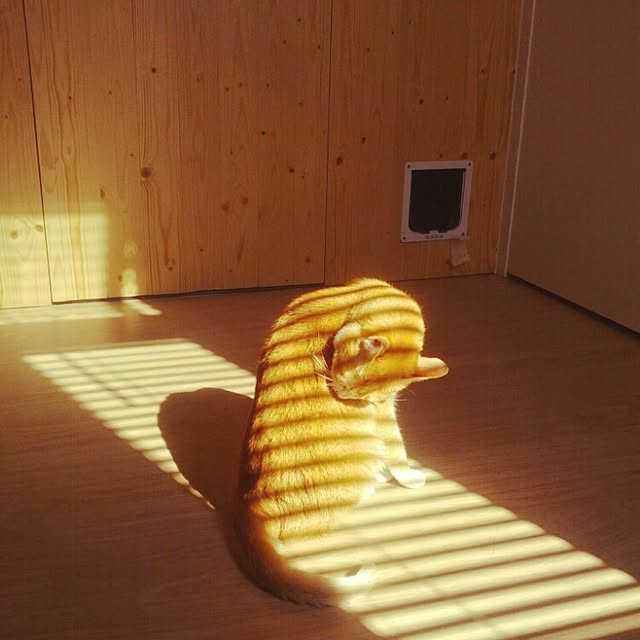 giraffeさんの実例写真