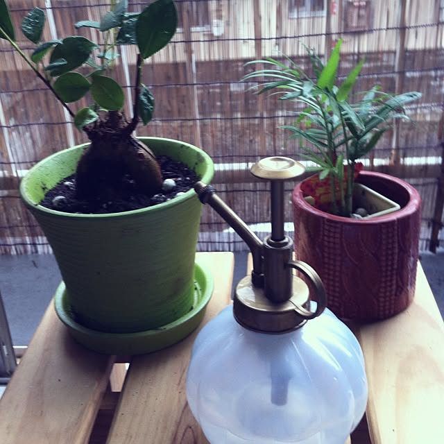 リビング/植物のインテリア実例 - 2013-08-25 13:36:03