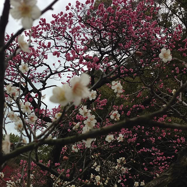 kimikoさんの実例写真