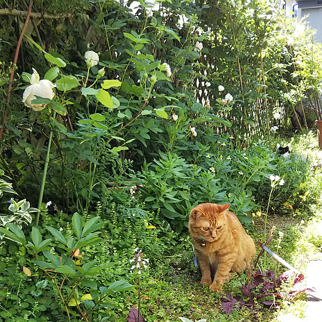yum0408さんの実例写真