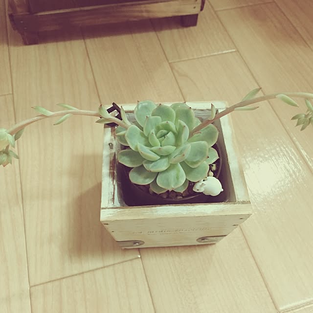 Mikoさんの実例写真