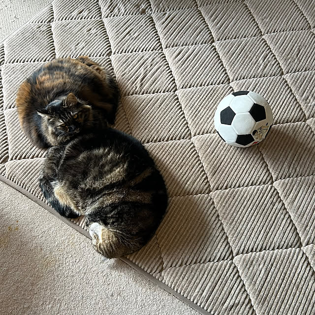 mikomaruさんの部屋