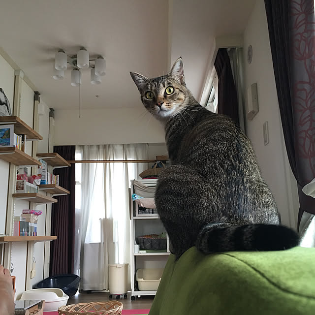 mikomaruさんの実例写真