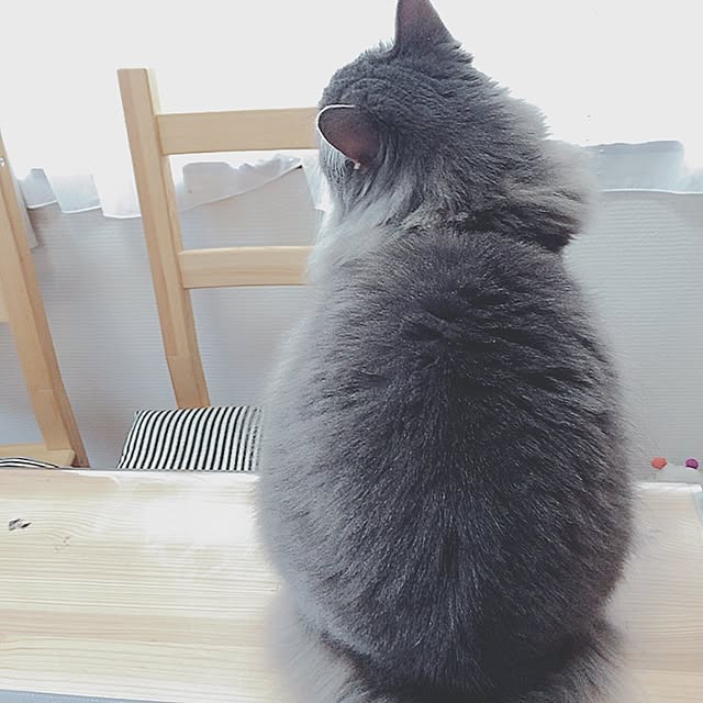 mii-tanさんの実例写真