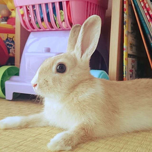 emiさんの実例写真