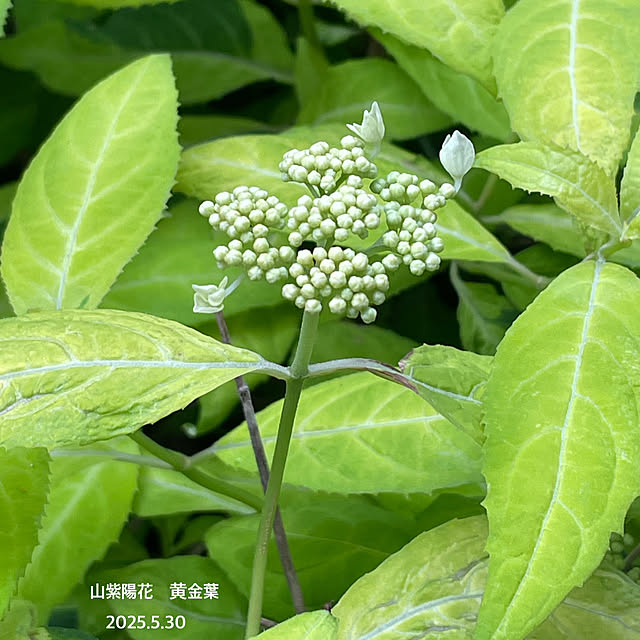 buchiさんの実例写真