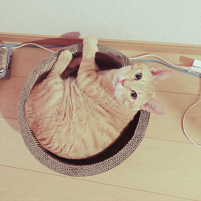 kinokoさんの実例写真