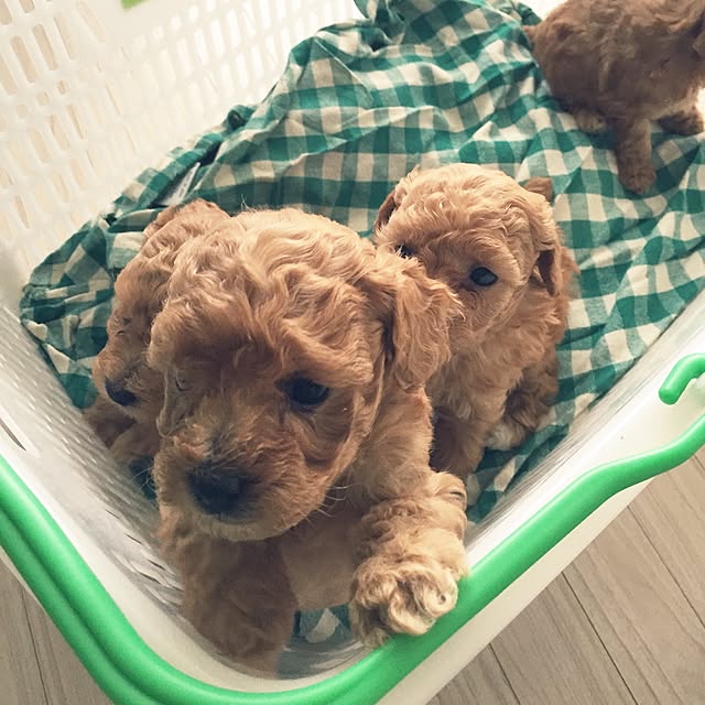 marikaさんの実例写真