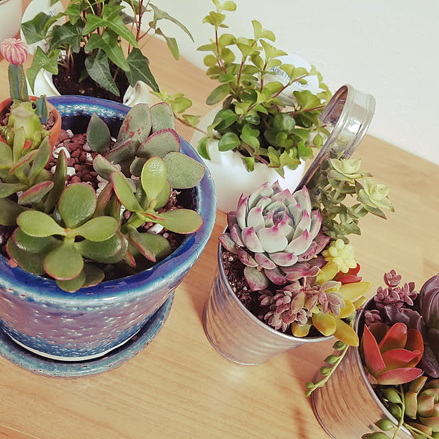 リビング/多肉植物/観葉植物のインテリア実例 - 2020-02-08 18:54:34