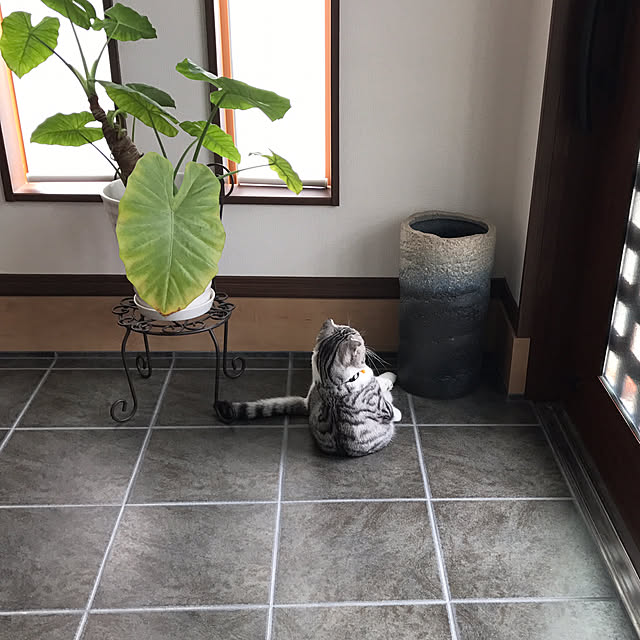 Dahliaさんの実例写真