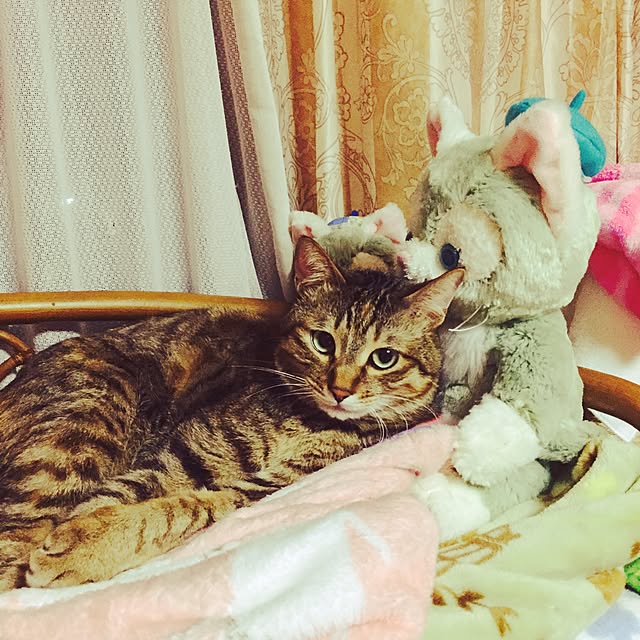 MASAさんの実例写真