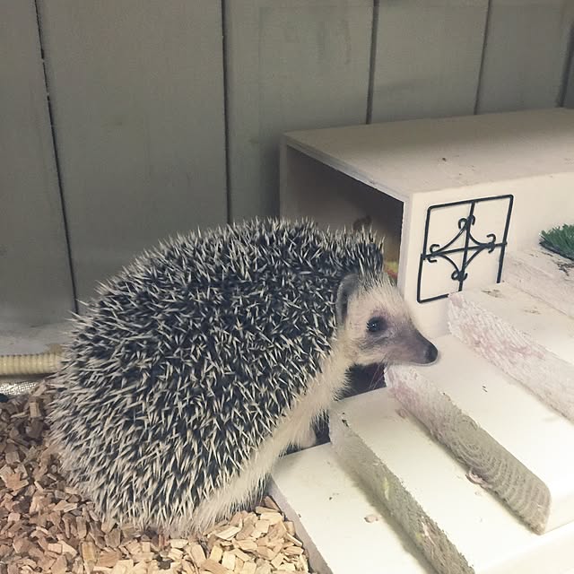 RURULOVEさんの実例写真