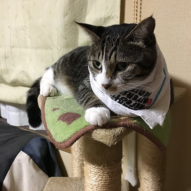 kimikimiさんの実例写真