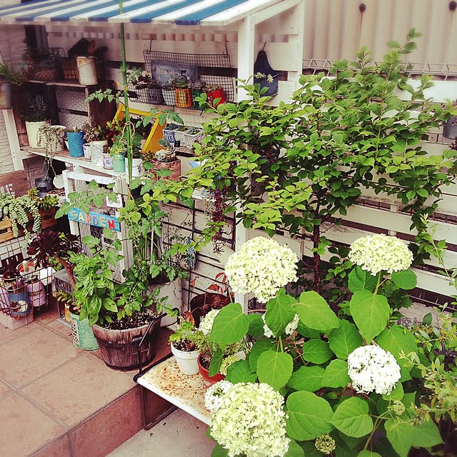 玄関/入り口/アナベル/植物/手作り/貧乏性です。...などのインテリア実例 - 2016-05-28 09:09:49