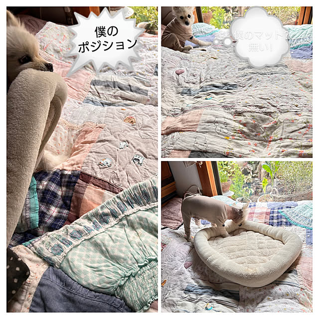 akaidarumaさんの部屋
