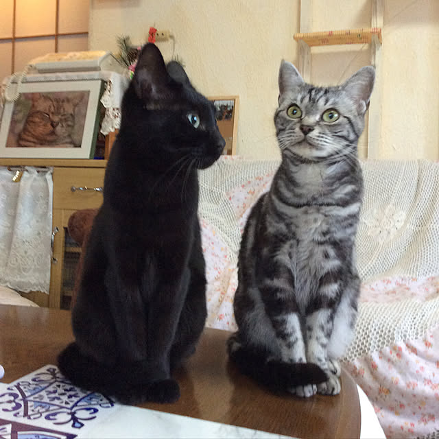 実例写真