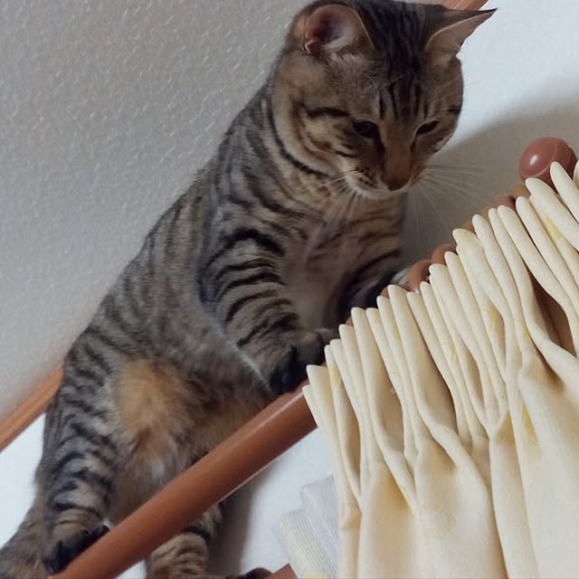 baronkotarouさんの実例写真