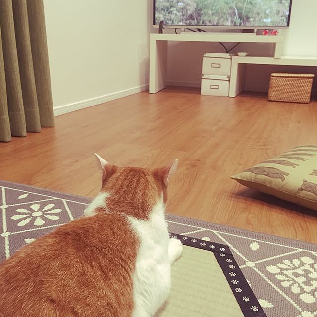 myk93さんの実例写真