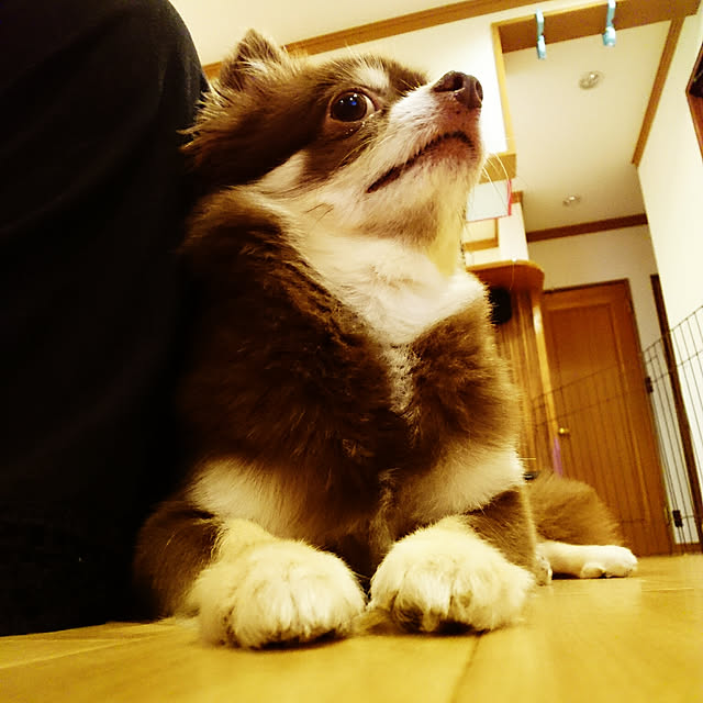 crokotさんの実例写真