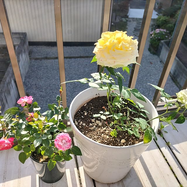 aoiroさんの部屋