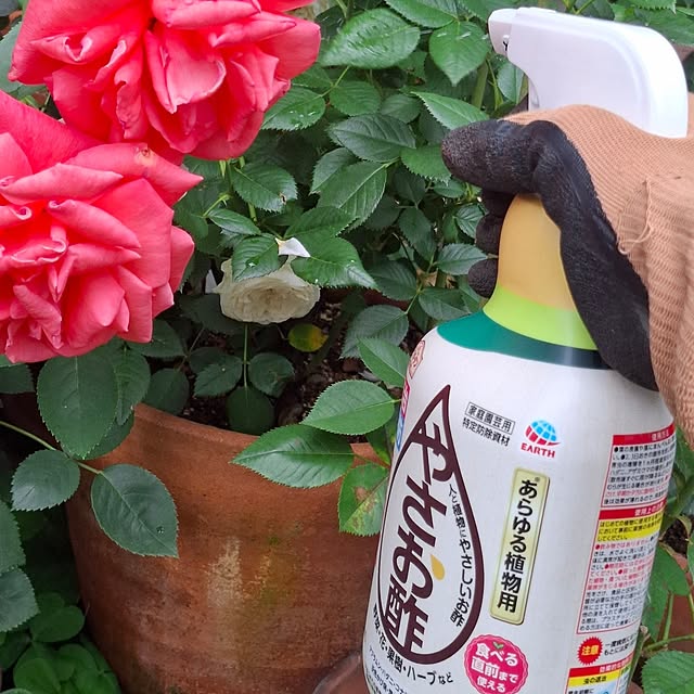 midoriさんの部屋