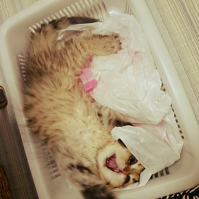 hanaさんの実例写真