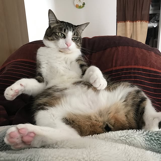 miruさんの実例写真