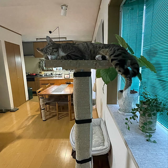 nobikoさんの実例写真