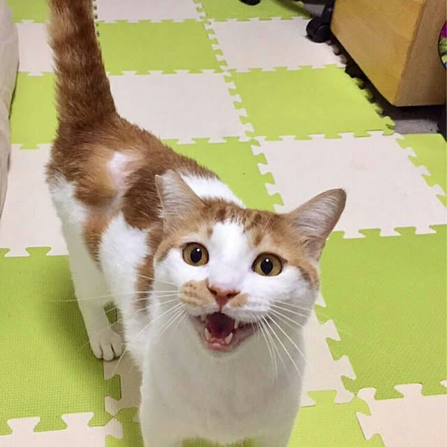 miesumomo8さんの実例写真