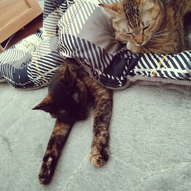 mamekoさんの実例写真