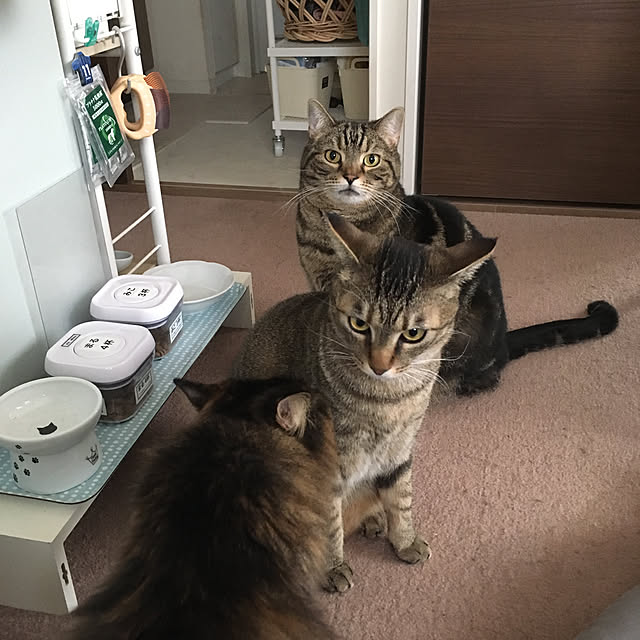 mikomaruさんの実例写真