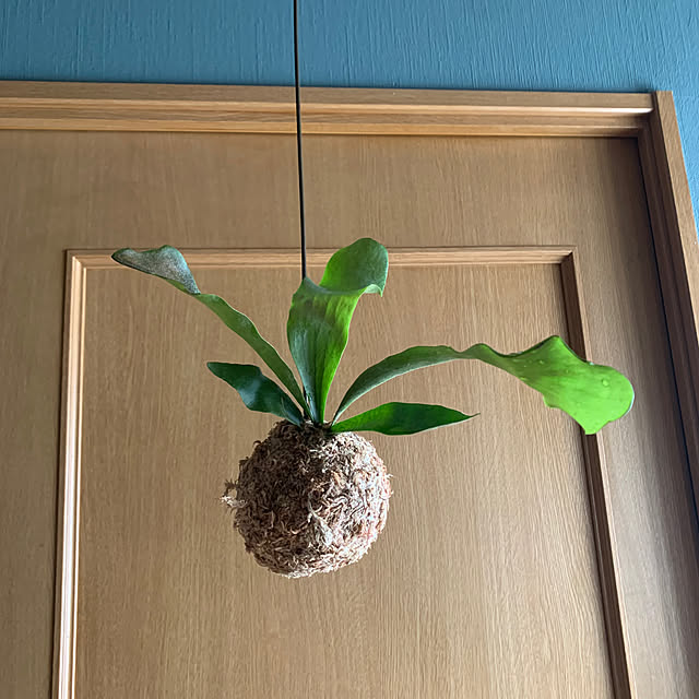 greenさんの実例写真