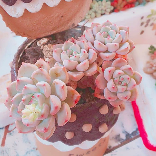 ksyf-naturalさんの実例写真